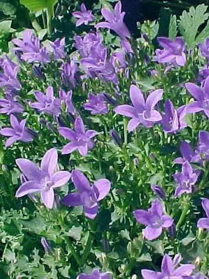 Specii și soiuri de flori clopote fotografie, cultivarea și propagarea clopoței