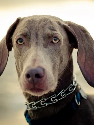 Weimaraner câine foto și video standard al rasei, vânătoare weimaraner, cu părul lung și albastru