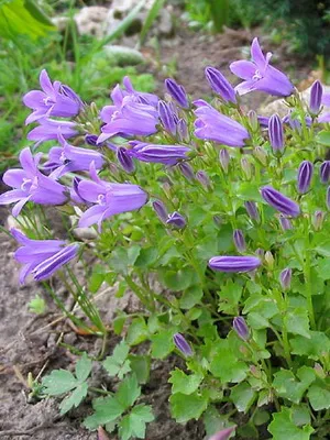 Specii și soiuri de flori clopote fotografie, cultivarea și propagarea clopoței