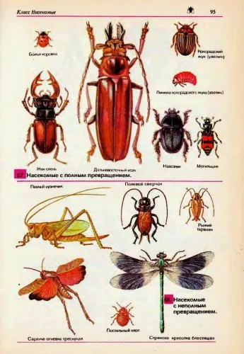 specii de insecte cu nume