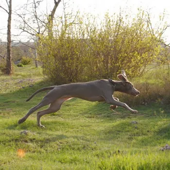 Weimaraner câine foto și video standard al rasei, vânătoare weimaraner, cu părul lung și albastru