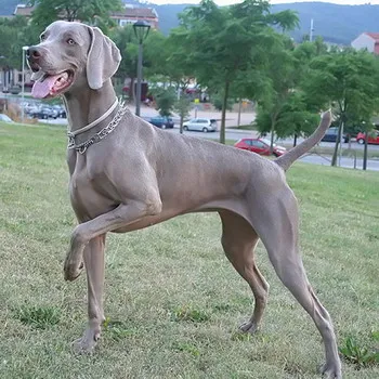 Weimaraner câine foto și video standard al rasei, vânătoare weimaraner, cu părul lung și albastru