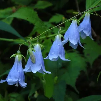 Specii și soiuri de flori clopote fotografie, cultivarea și propagarea clopoței