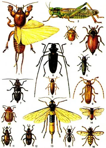 specii de insecte cu nume