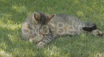 Selectarea pisica din bucla - maro și purulent (incinerare și eutanasierea animalelor) Selectarea pisica din bucla - maro și purulentă