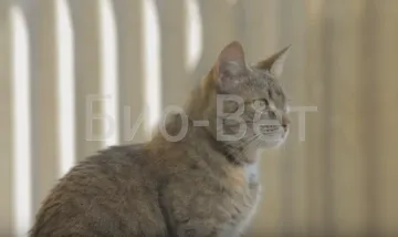 Selectarea pisica din bucla - maro și purulent (incinerare și eutanasierea animalelor) Selectarea pisica din bucla - maro și purulentă
