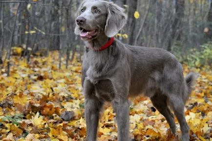 Weimaraner câine foto și video standard al rasei, vânătoare weimaraner, cu părul lung și albastru