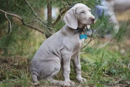 Weimaraner câine foto și video standard al rasei, vânătoare weimaraner, cu părul lung și albastru