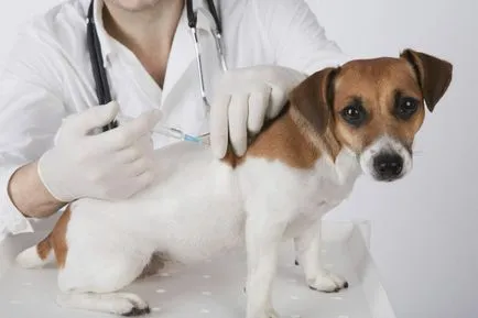 Verakol câine o descriere completă a preparatului și a scopului său (cesiune) câine Verakol o descriere completă a preparatului și a scopului său