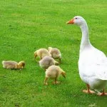 Cultivarea gâște în îngrijire la domiciliu și de întreținere din primele zile de viață