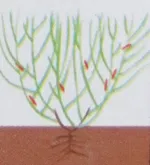 Cultivarea caprifoi