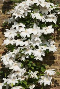 Cultivarea Clematis din semințe