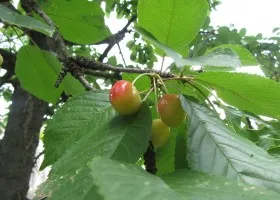 Cultivarea de soiuri de cireșe, de plantare, îngrijire și de tăiere (creștere) Cultivarea de soiuri de cireșe, de plantare, de îngrijire și de tăiere
