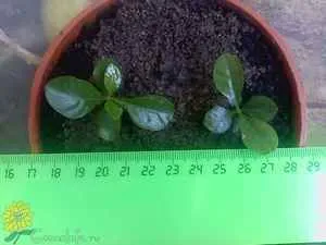 Cultivarea zhasminovidnoy gardenie descriere acasă, plantare și îngrijire de flori