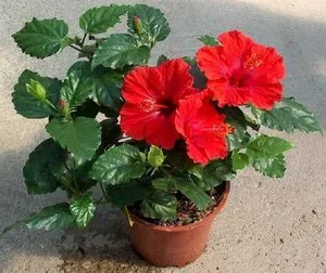 Cultivarea hibiscus în tipurile de acasă, plantarea și îngrijirea trandafiri fotografie (în creștere) Cultivarea hibiscus în tipurile de acasă, de plantare și îngrijire de trandafiri fotografie