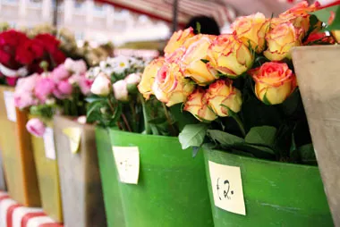 Cultivarea flori ca o afacere tot ce are nevoie (culori) Cultivarea flori ca o afacere este că trebuie să faceți