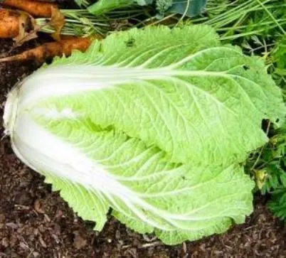 Cultivarea Varza, să crească o grădină!