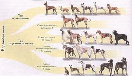 Club virtual - clubul amatorilor dovada câini de serviciu grad (câini) Club virtual - clubul amatorilor de câini de serviciu grad dovada