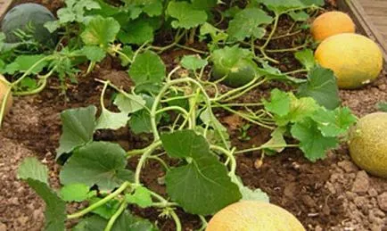 Cultivarea de pepeni în banda de mijloc (humus, nisip turbă) Cultivarea pepeni în banda de mijloc