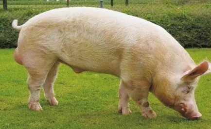 Creșterea porcilor la domiciliu, ca o afacere, planul de afaceri (condiții) Creșterea porcilor la domiciliu, ca o afacere, plan de afaceri