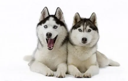 Virtual Club - vânătoare rase de caini