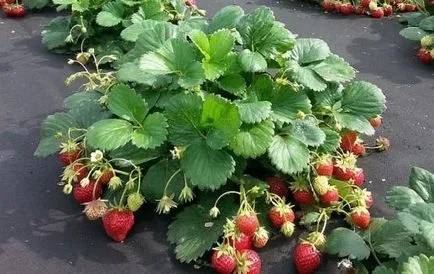Cultivarea căpșuni pe tot parcursul anului în seră la domiciliu (rotund) Cultivarea căpșuni pe tot parcursul anului în seră la domiciliu