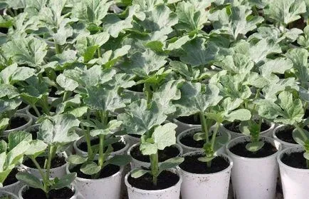 Cultivarea de pepeni în banda de mijloc (humus, nisip turbă) Cultivarea pepeni în banda de mijloc