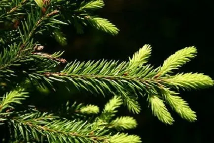 Cultivarea semințelor de molid, răsaduri, în teren deschis, în țară, descrierea clasei, aterizare, tăiere (creștere) Cultivarea semințelor de molid, răsaduri, în teren deschis, în țară, gradul, descriere, plantare, tăiere