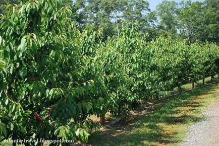Cultivarea de soiuri de cireșe, de plantare, îngrijire și decupare (decuparea) Cultivarea de soiuri de cireșe, de plantare, de îngrijire și de tăiere