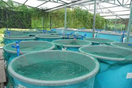 Cultivarea de pește în bazine