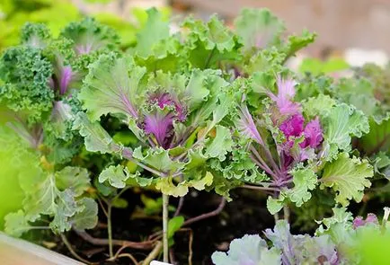 Cultivarea de varza decorativa - când să planteze și cum să aibă grijă de ea în grădină