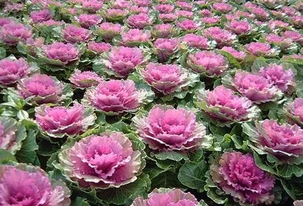 Cultivarea de varza decorativa - când să planteze și cum să aibă grijă de ea în grădină