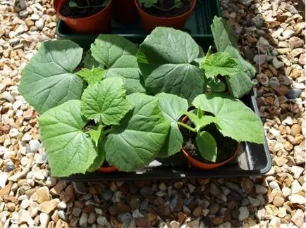 Cultivarea răsaduri de castravete