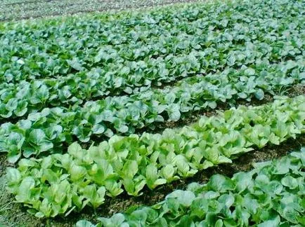 Cultivarea de varză chinezească în vârfurile deschise la sol (sol) Cultivarea de varză chinezească în vârfurile deschise la sol