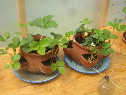 Cultivarea căpșuni în casă pe tot parcursul anului