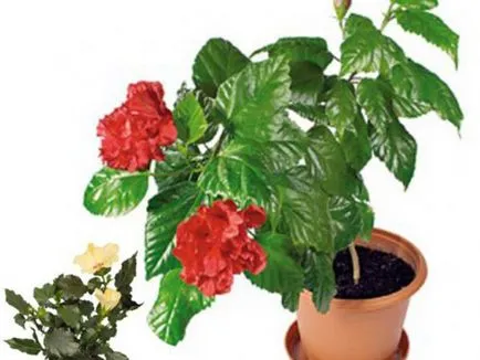 Cultivarea hibiscus în tipurile de acasă, plantarea și îngrijirea trandafiri fotografie (îngrijire medicală acasă cameră hibiscus crescut fotografie copac de îngrijire) Cultivarea hibiscus în tipurile de acasă, de plantare și îngrijire de trandafiri fotografie