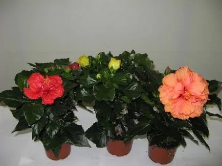 Cultivarea hibiscus în tipurile de acasă, plantarea și îngrijirea trandafiri fotografie (îngrijire medicală acasă cameră hibiscus crescut fotografie copac de îngrijire) Cultivarea hibiscus în tipurile de acasă, de plantare și îngrijire de trandafiri fotografie