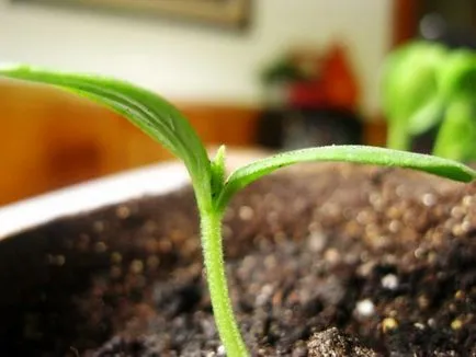 Cultivarea răsaduri de castravete