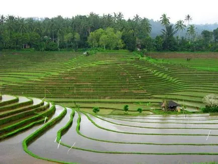 ricegrowing