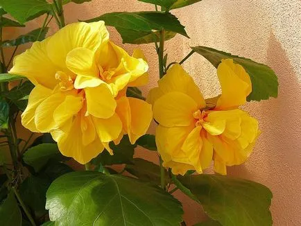 Cultivarea hibiscus în tipurile de acasă, plantarea și îngrijirea trandafiri fotografie (în creștere) Cultivarea hibiscus în tipurile de acasă, de plantare și îngrijire de trandafiri fotografie