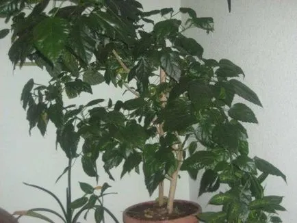 Cultivarea hibiscus în tipurile de acasă, de plantare și îngrijire de trandafiri fotografie (hibiscus) Cultivarea hibiscus în tipurile de acasă, de plantare și îngrijire de trandafiri fotografie
