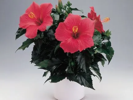 Cultivarea hibiscus în tipurile de acasă, de plantare și îngrijire de trandafiri foto (condiții) Cultivarea hibiscus în tipurile de acasă, de plantare și îngrijire de trandafiri fotografie