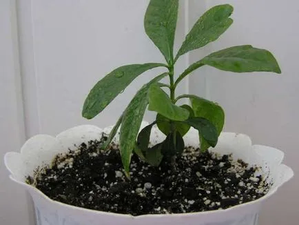 Cultivarea zhasminovidnoy gardenie descriere acasă, plantare și îngrijire de flori