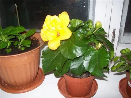 Cultivarea hibiscus în tipurile de acasă, de plantare și îngrijire de trandafiri fotografie (hibiscus) Cultivarea hibiscus în tipurile de acasă, de plantare și îngrijire de trandafiri fotografie