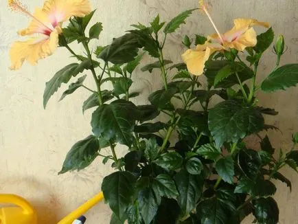 Cultivarea hibiscus în tipurile de acasă, de plantare și îngrijire de trandafiri foto (condiții) Cultivarea hibiscus în tipurile de acasă, de plantare și îngrijire de trandafiri fotografie