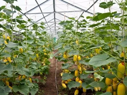Cultivarea de pepeni în banda de mijloc (humus, nisip turbă) Cultivarea pepeni în banda de mijloc