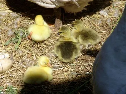 Cultivarea gâște în casă - în special îngrijirea puilor