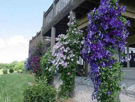 Cultivarea Clematis din semințe