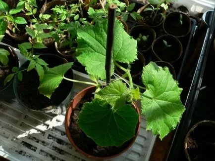 Cultivarea răsaduri de castravete