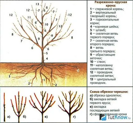 Cultivarea de soiuri de cireșe, de plantare, îngrijire și de tăiere (cireșe) Cultivarea de soiuri de cireșe, de plantare, de îngrijire și de tăiere